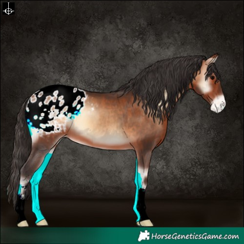 Horse Color:Bay Onyx Appaloosa 