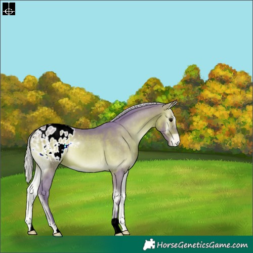 Horse Color:Watercolor Silver Brown Onyx Appaloosa 