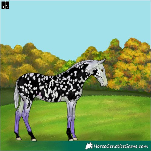 Horse Color:Watercolor Silver Bay Dun Near Leopard 