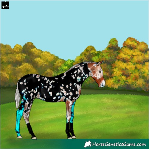 Horse Color:White Spotted Silver Bay Onyx Near Leopard 