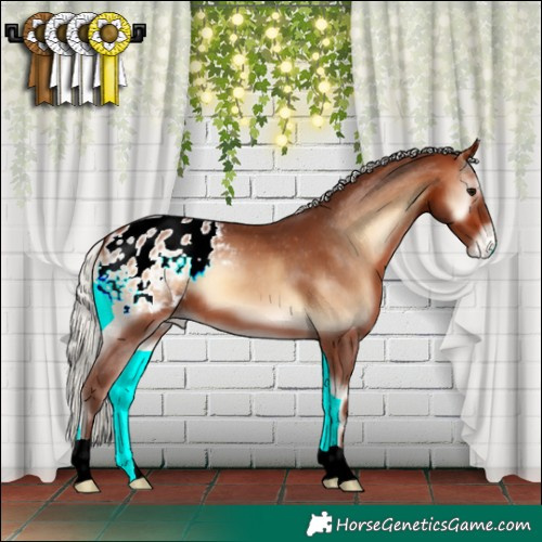 Horse Color:Silver Brown Onyx Appaloosa 