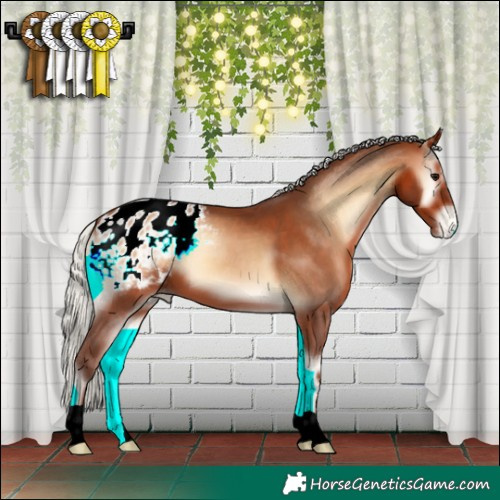 Horse Color:Silver Brown Onyx Appaloosa 