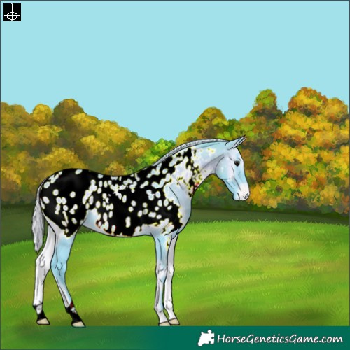 Horse Color:Watercolor Silver Brown Onyx Near Leopard 