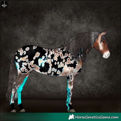 Horse Color:White Spotted Brown Onyx Appaloosa 