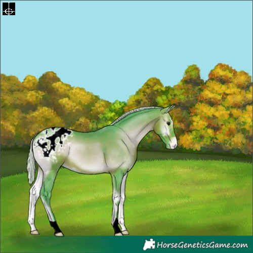 Horse Color:Watercolor Silver Brown Onyx Appaloosa