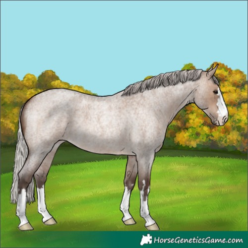 Horse Color:Silver Brown Roan Dun 