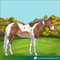 Horse Color:Silver Bay Tobiano