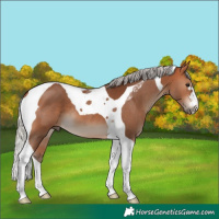 Horse Color:Silver Bay Tobiano