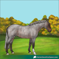 Horse Color:Silver Brown Roan 