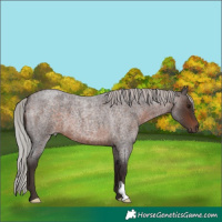 Horse Color:Silver Brown Roan