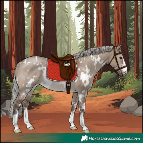 Horse Color:White Spotted Silver Grullo Rabicano 