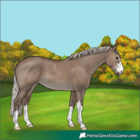 Horse Color:Silver Grullo 