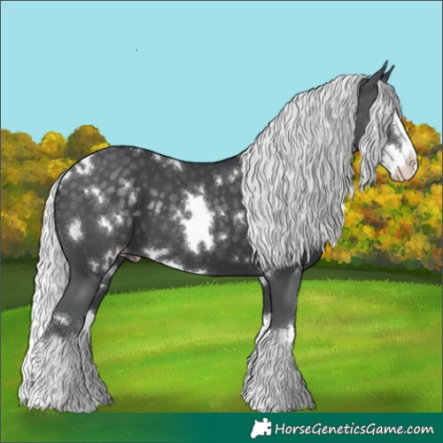 Horse Color:White Spotted Silver Black Chinchilla Splash Appaloosa 