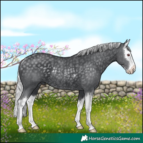 Horse Color:Silver Black Chinchilla Splash Rabicano 