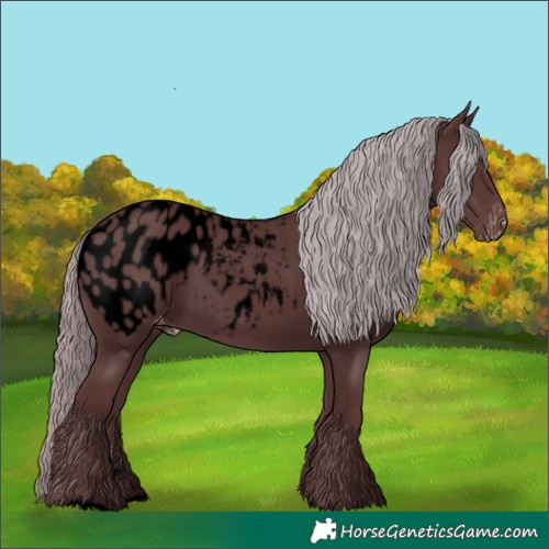 Horse Color:Void Chocolate Smoky Black Chinchilla Appaloosa Rabicano 