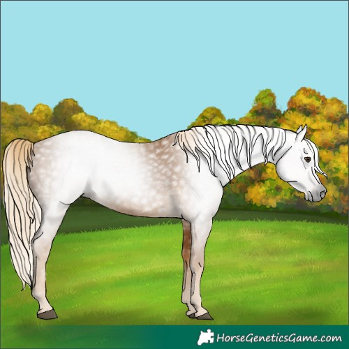 Horse Color:Gray Palomino 