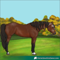 Horse Color:Gray Bay