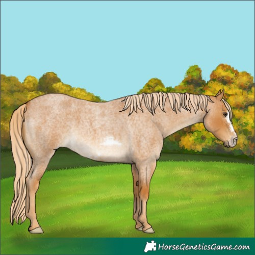 Horse Color:Palomino Roan Frame 