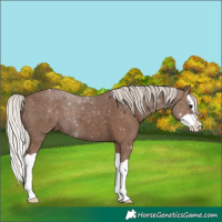 Horse Color:Silver Black Splash 