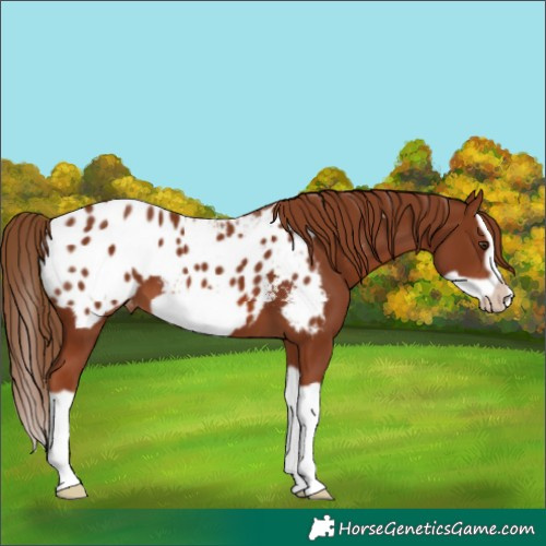 Horse Color:Chestnut Splash Frame Appaloosa 