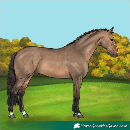 Horse Color:Bay Dun  and Bay Dun 