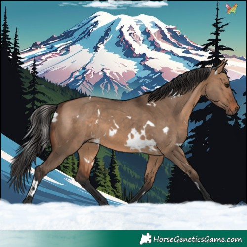 Horse Color:White Spotted Brown Dun 