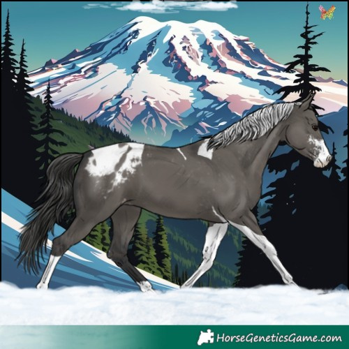 Horse Color:Grullo Sabino Tobiano Blanket 