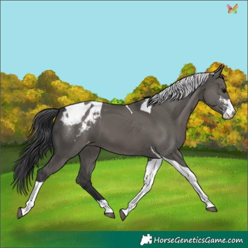 Horse Color:Grullo Sabino Tobiano Appaloosa