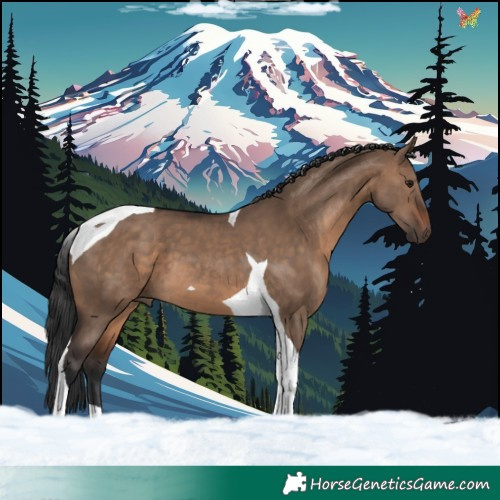 Horse Color:Brown Dun Tobiano 