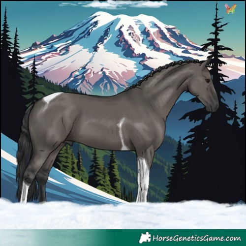Horse Color:Grullo Tobiano 