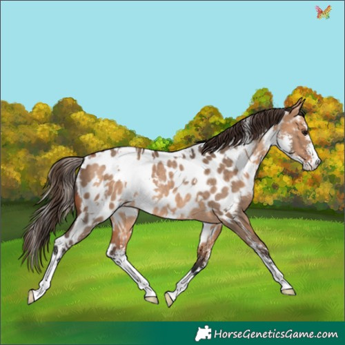 Horse Color:White Spotted Bay Dun Sabino Appaloosa Rabicano 