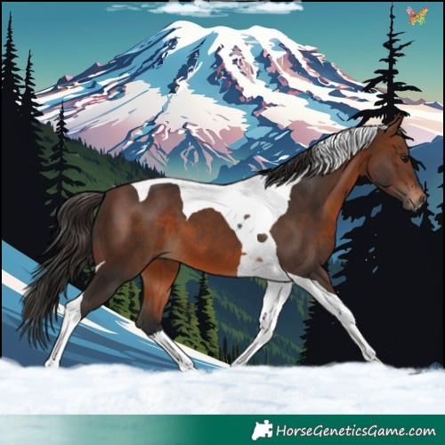 Horse Color:Brown Tobiano 