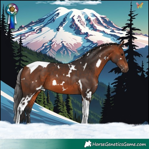 Horse Color:White Spotted Bay Tobiano 