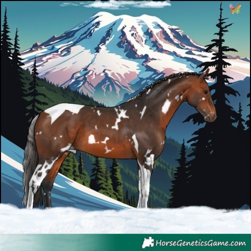 Horse Color:White Spotted Bay Tobiano 