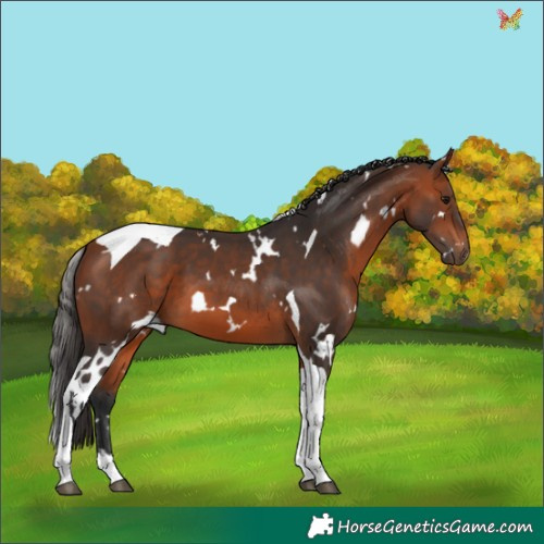 Horse Color:White Spotted Bay Tobiano