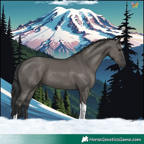 Horse Color:Grullo Tobiano Rabicano 