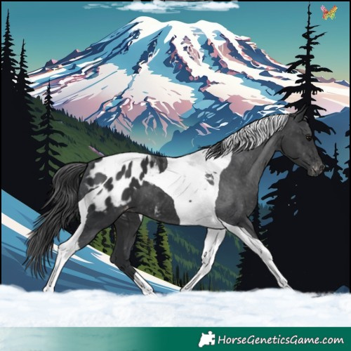 Horse Color:Black Tobiano Blanket 