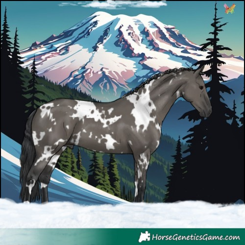 Horse Color:White Spotted Grullo 
