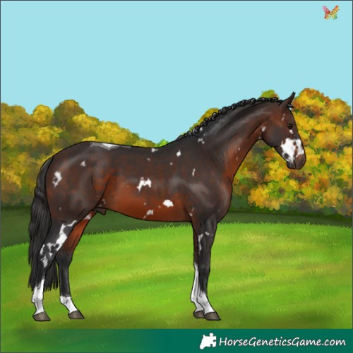 Horse Color:White Spotted Brown Tobiano 