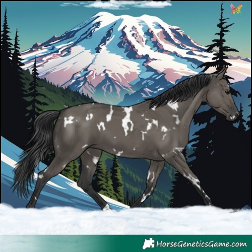 Horse Color:White Spotted Grullo 