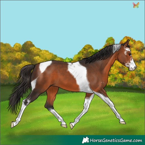 Horse Color:Bay Sabino Tobiano 