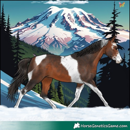 Horse Color:Bay Sabino Tobiano 