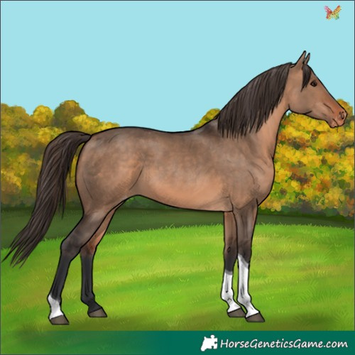 Horse Color:Bay Dun Tobiano Appaloosa 