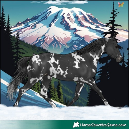 Horse Color:White Spotted Black Varnish 