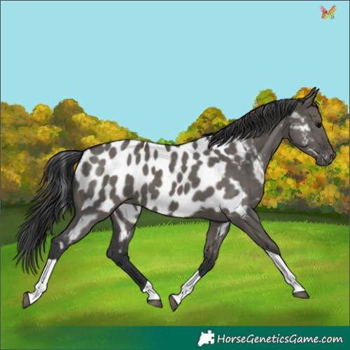 Horse Color:Grullo Tobiano Appaloosa 