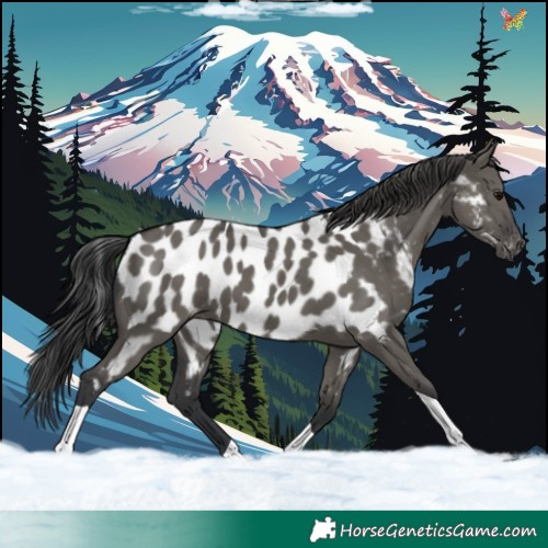 Horse Color:Grullo Tobiano Near Leopard 