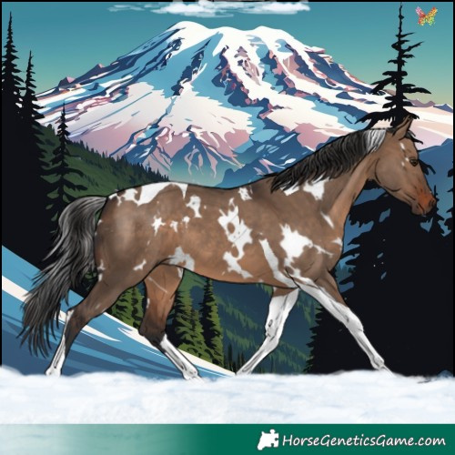Horse Color:White Spotted Brown Dun Tobiano 