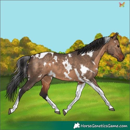 Horse Color:White Spotted Brown Dun Tobiano