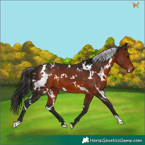 Horse Color:White Spotted Brown 