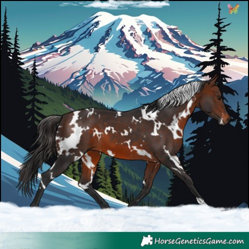 Horse Color:White Spotted Brown 